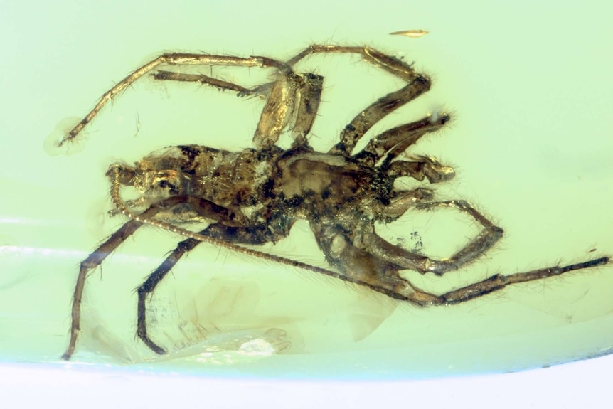 Close up of a chimera spider