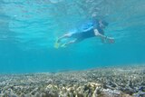 A 'citizen scientist' exploring the Great Barrier Reef