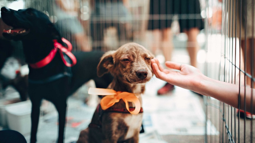 A brown puppy with an orange bow around its neck is petted by someone.