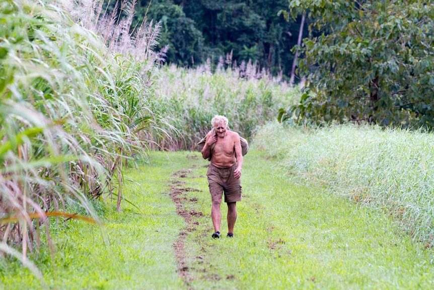 A shirtless man with grey hair walks along a path next to a canefield.