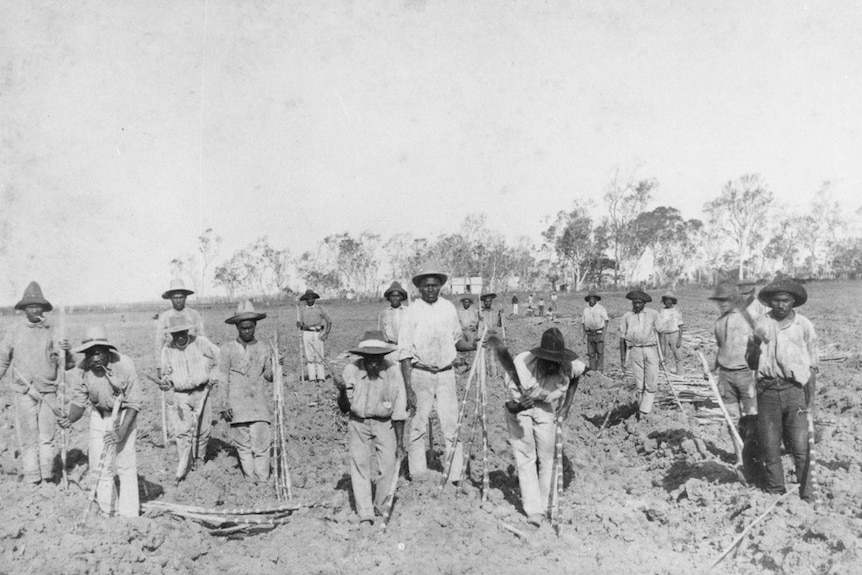 South Sea Islanders planting sugar cane at Ayr, Queensland. Circa 1890. They are wearing shirts, pants and hats.