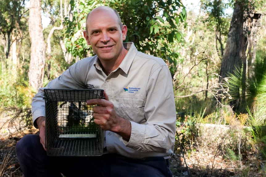 A man holding a marsupial trap crouched in the forest. 