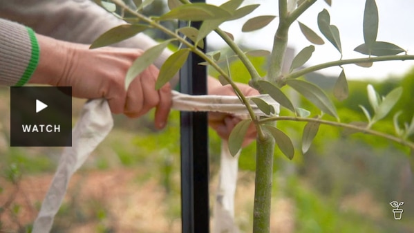A tree being tied to a star-picket stake. Has Video.