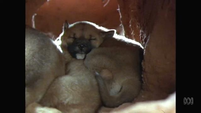 Dingo pups sleep in burrow