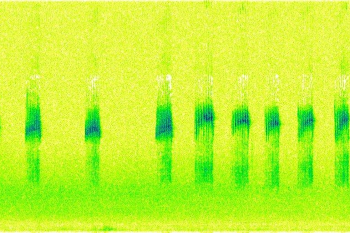 Spectrogram of a powerful owl call