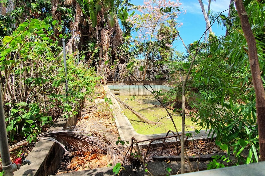 An overgrown garden with a pool with algae growing in it.