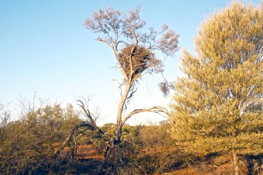 A tree in the bush with an eagles nest towards the top
