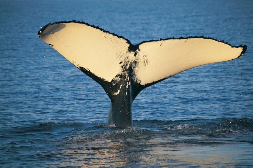 Nala whale tail fluke