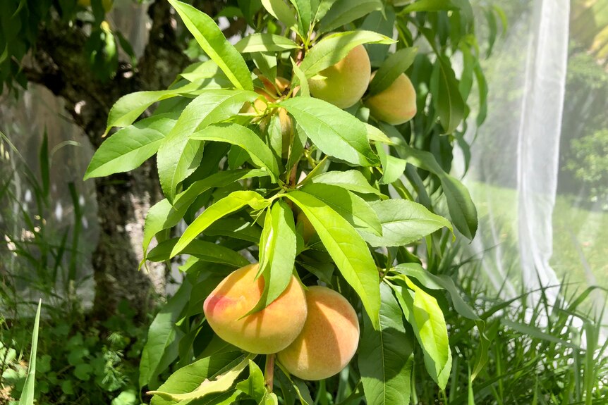 Peaches ripening on a tree under a fruit fly net.