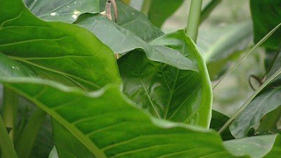 Large Leaf Plants - Gardening Australia