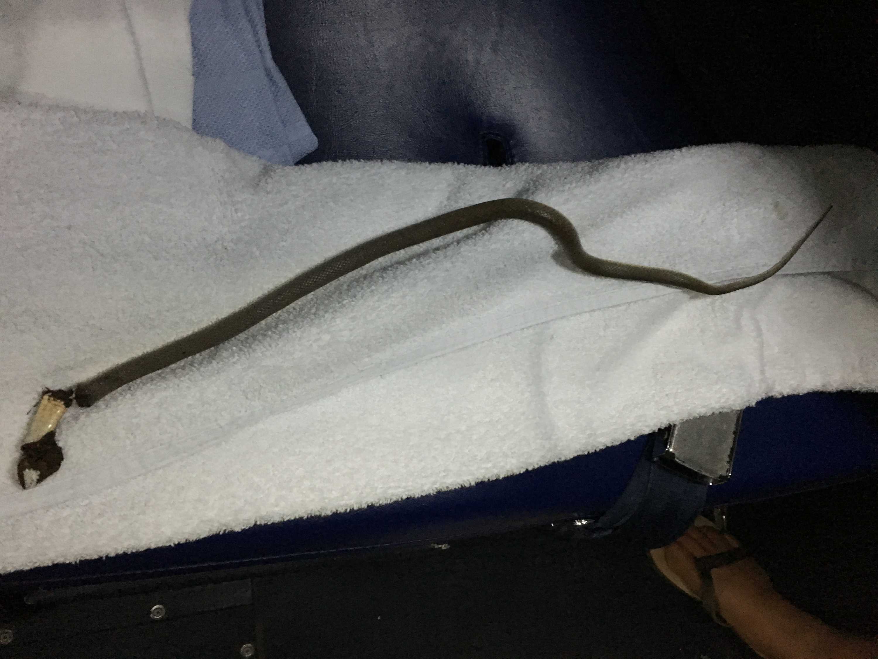 Late night emergency flight for Top End ringer bitten by brown snake ...
