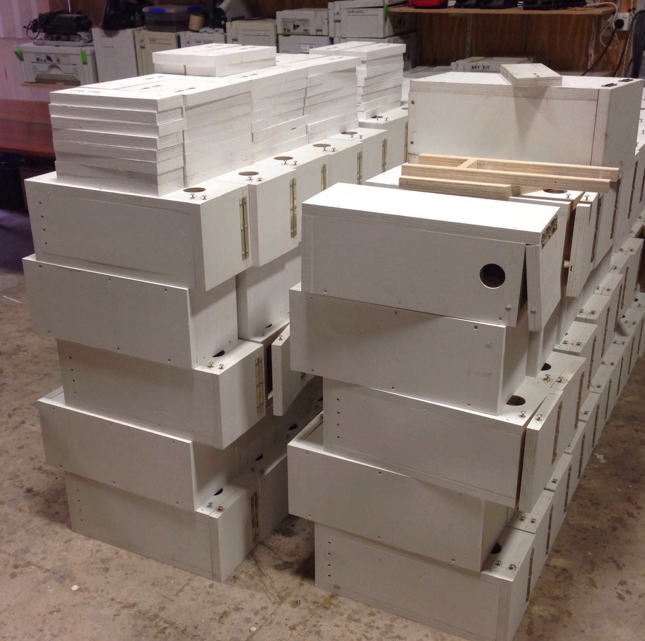 Swift parrot 'massacre' warning as campaign raises funds for predator