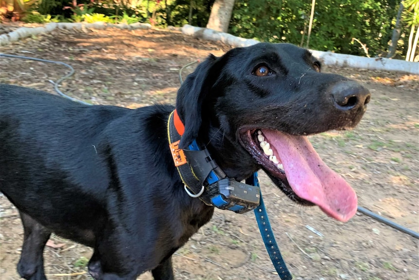 black dog used to detect yellow crazy ant