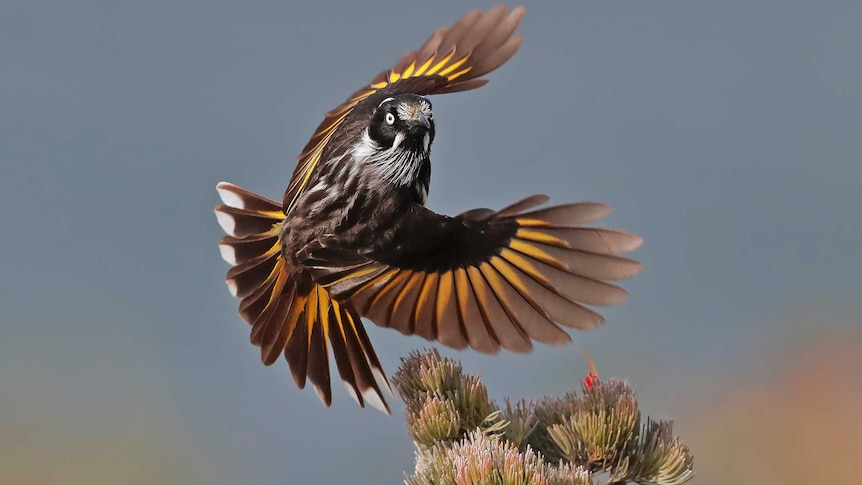 A bird with black, brown and yellow wings in mid flight, it's wing and tail spread.