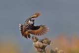 A bird with black, brown and yellow wings in mid flight, it's wing and tail spread.