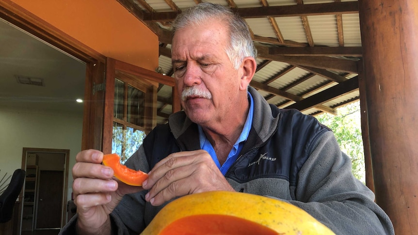 A papaya grower tastes a sliver of red-fleshed papaya cut from a piece of fruit sitting in front of him