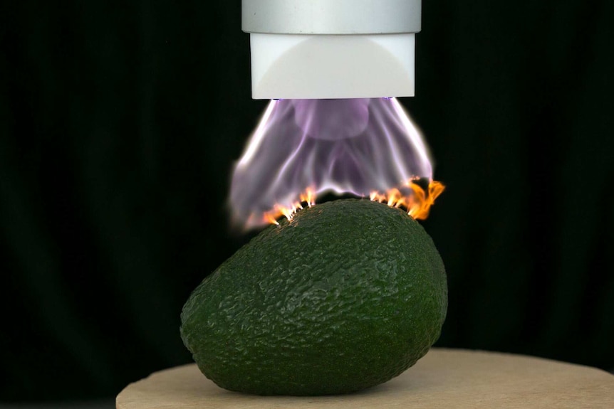 Plasma machine used to kill mould spores on avocado