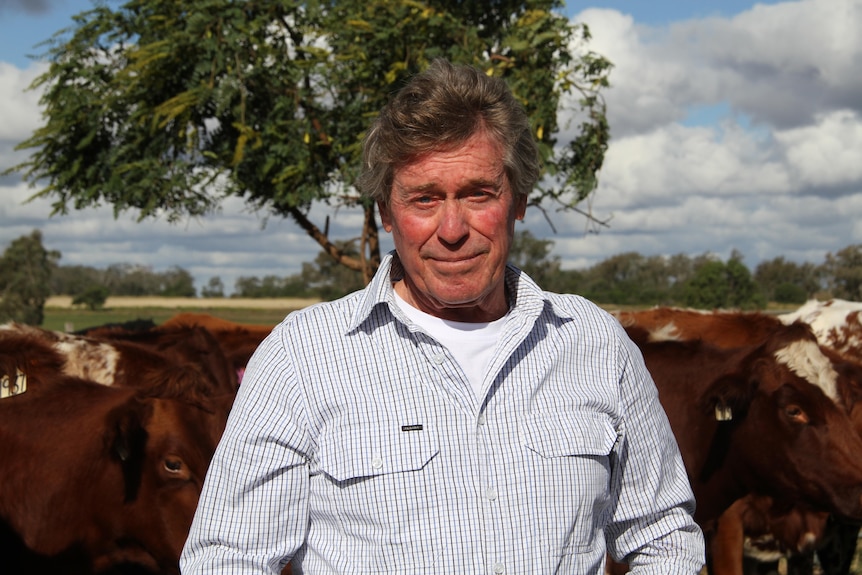 A man stands in a paddock  in front of cows and a tree. 