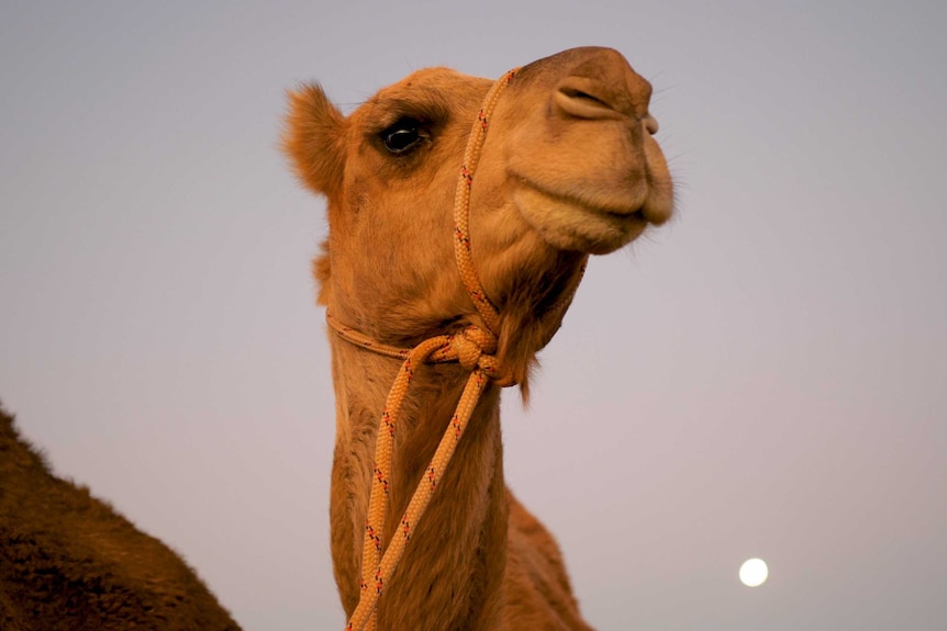 A camel at dusk with a rising moon in the background.