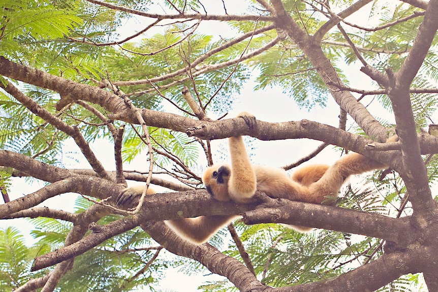 A blonde coloured gibbon reclining along a tree branch