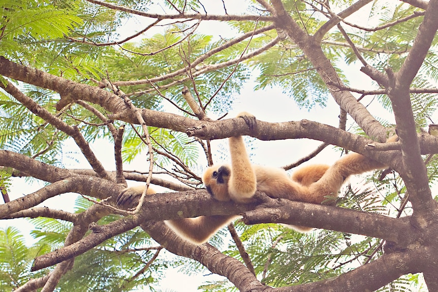 A blonde colored gibbon reclining along a tree branch