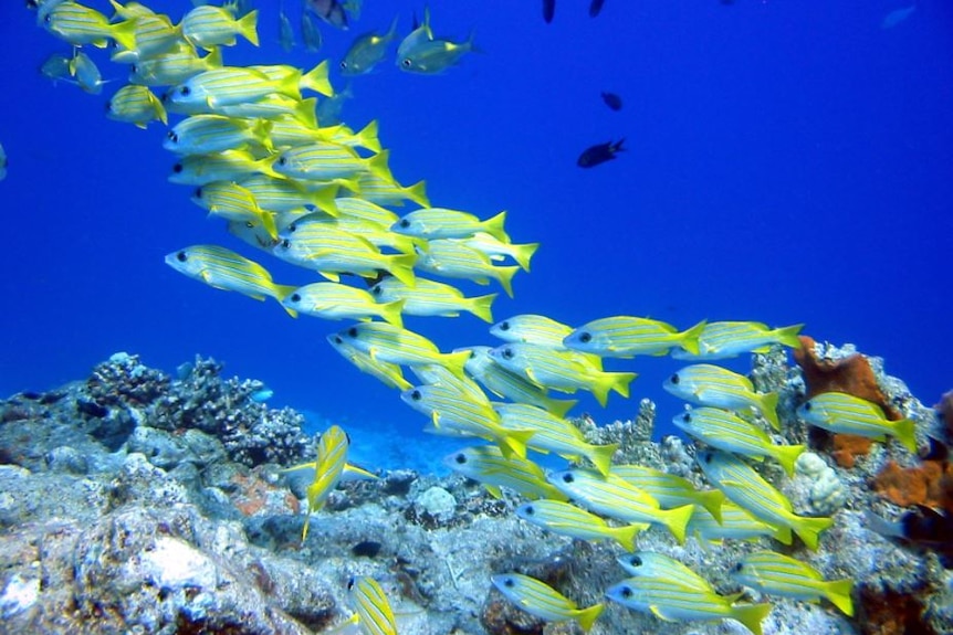 A school of yellow striped snapper.