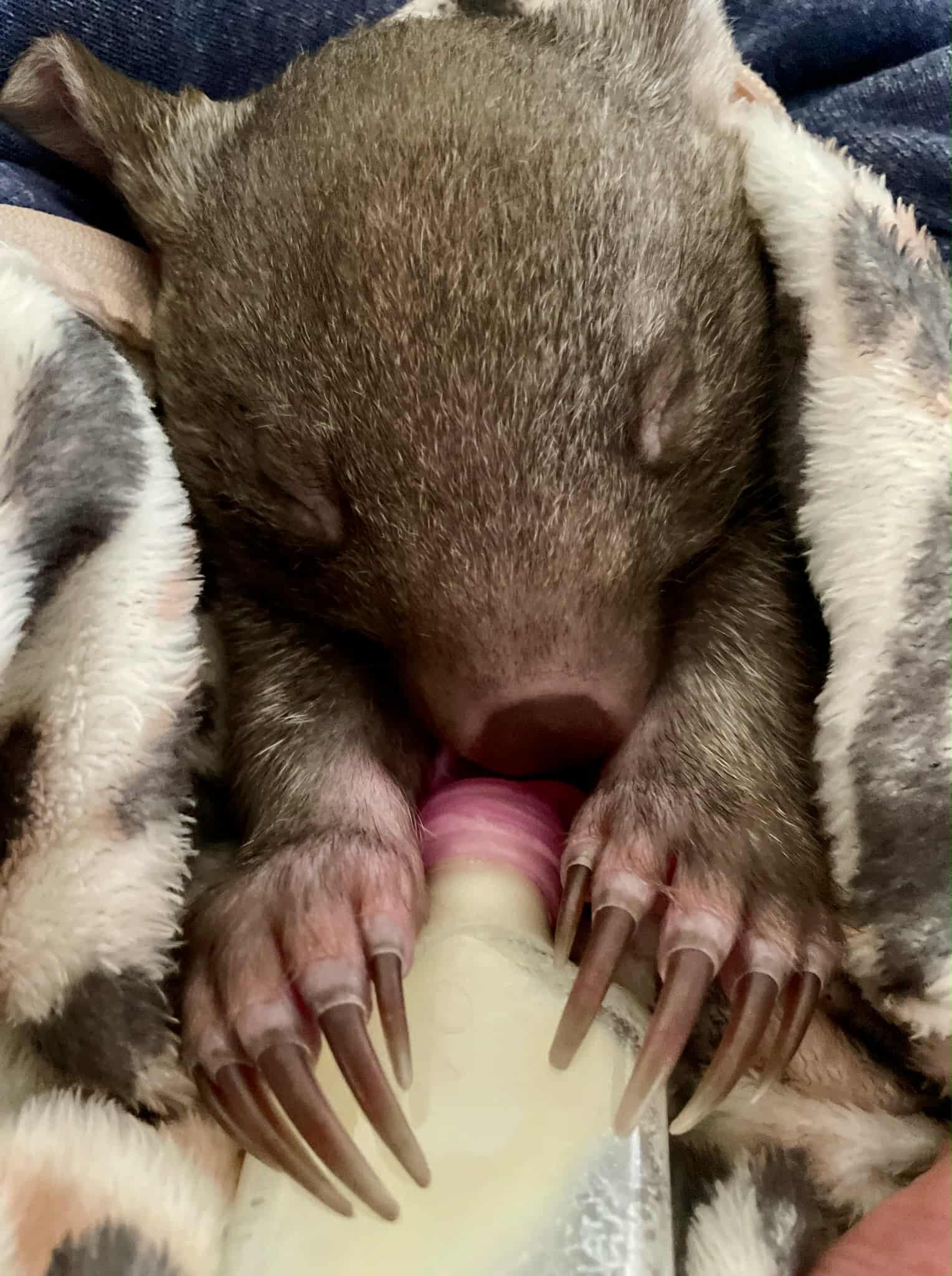 A baby wombat wrapped in a white and grey blanket feeding from a bottle.