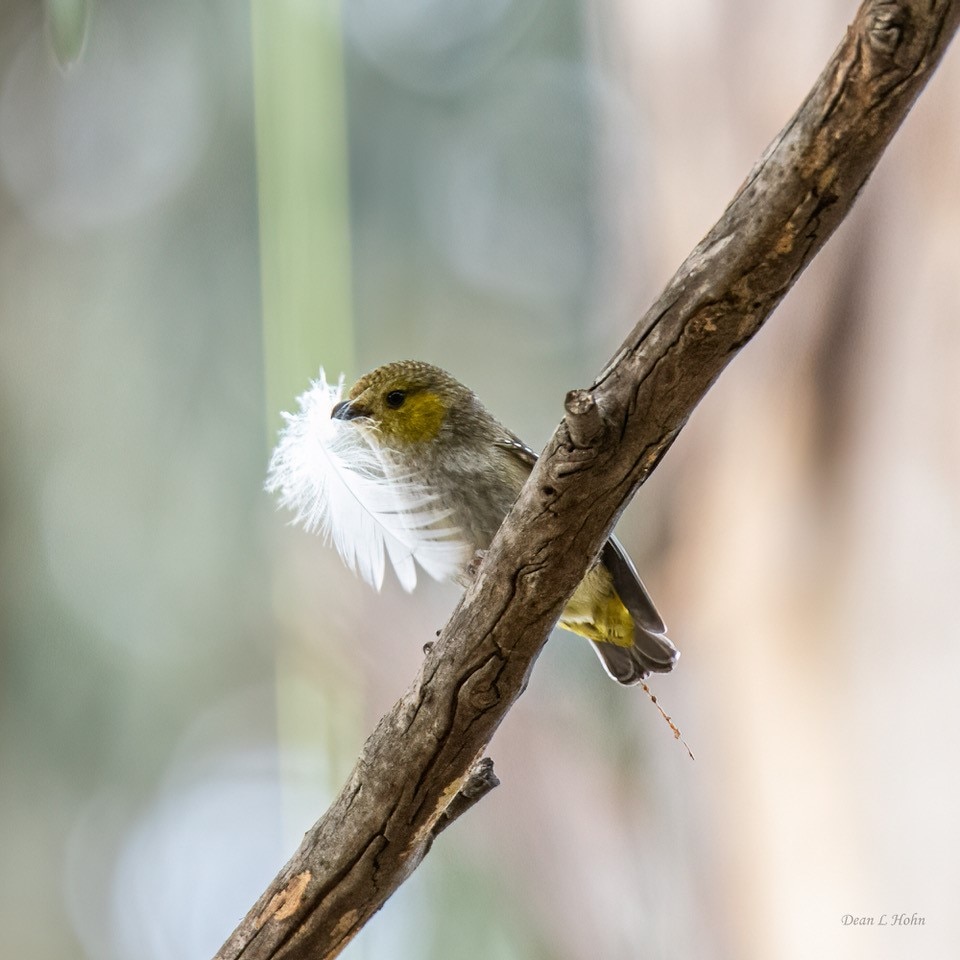 Pardalote de cuarenta puntos con una pluma blanca en el pico.
