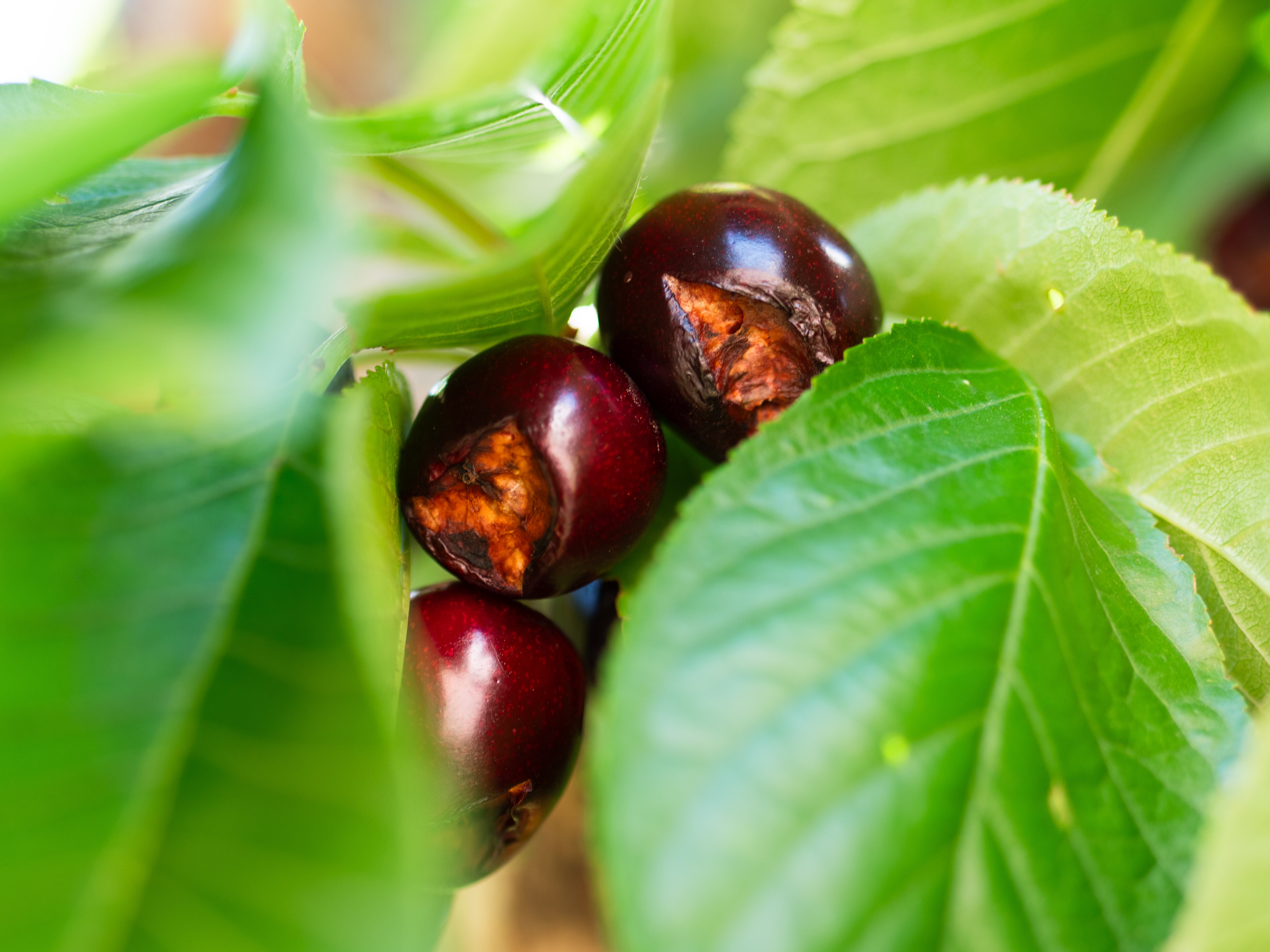 Rain-hit cherries 'explode' in several states, slashing Christmas supply