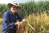 Mackay cane grower Andrew Barfield with a rice variety showing potential for the Tropical North