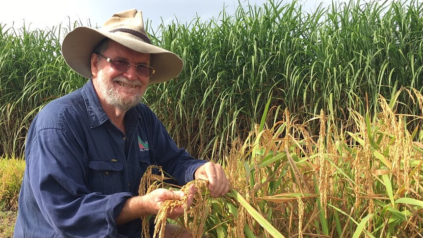 Mackay cane grower Andrew Barfield with a rice variety showing potential for the Tropical North