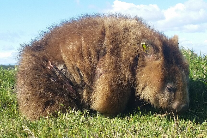 A wombat with mange