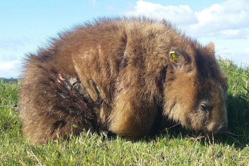 A wombat with mange
