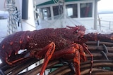 The sought after Southern Rock Lobster