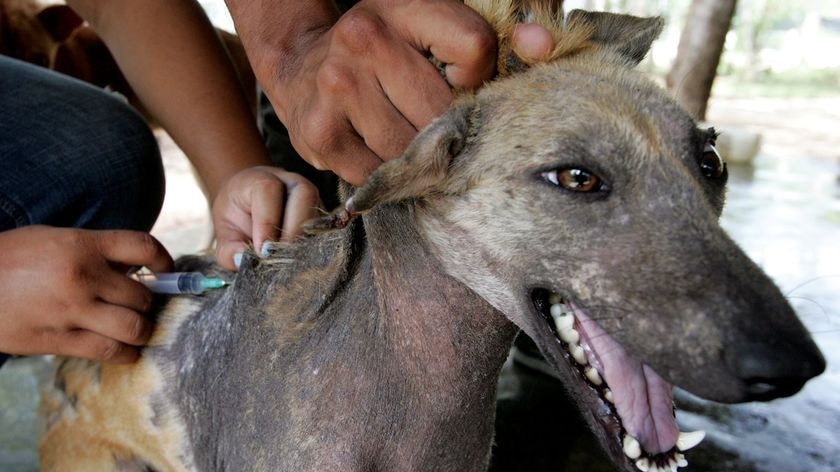 More than 300,000 dogs have been vaccinated across Bali.