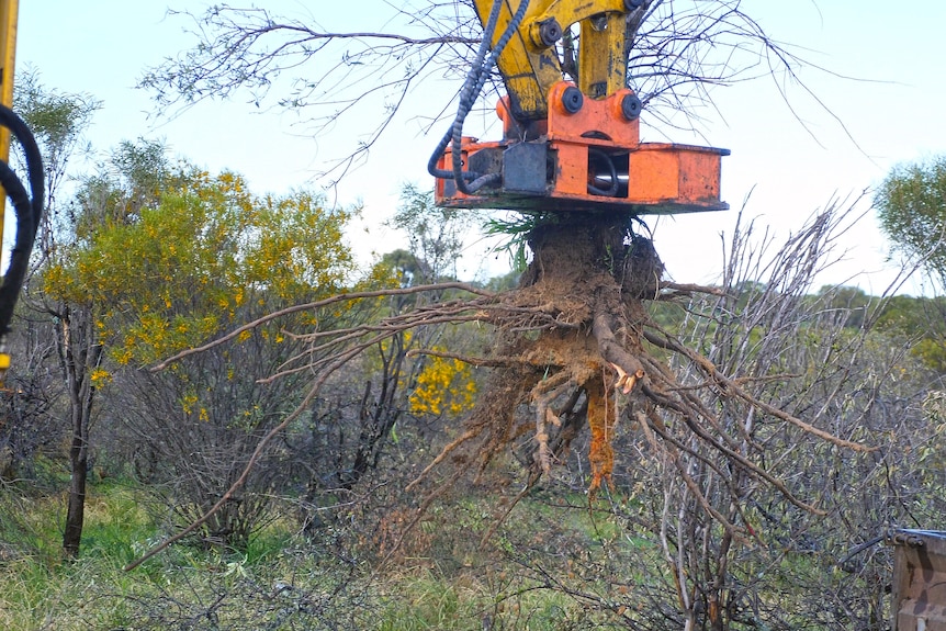 A machine plucks a sandalwood tree out of the ground. 