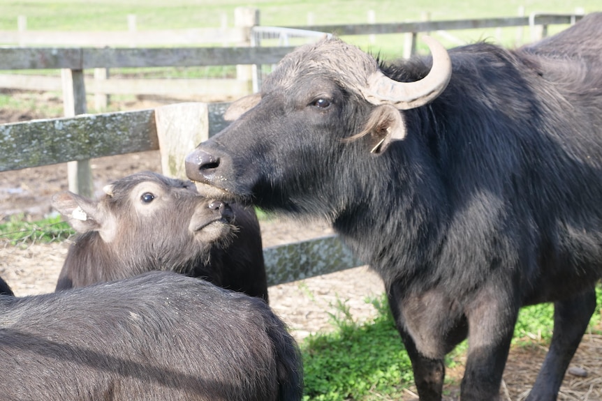 A baby buffalo touches snouts with its mother, who has large horns.