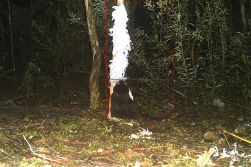Feral cats, native animals enticed with feather boas in Tasmanian