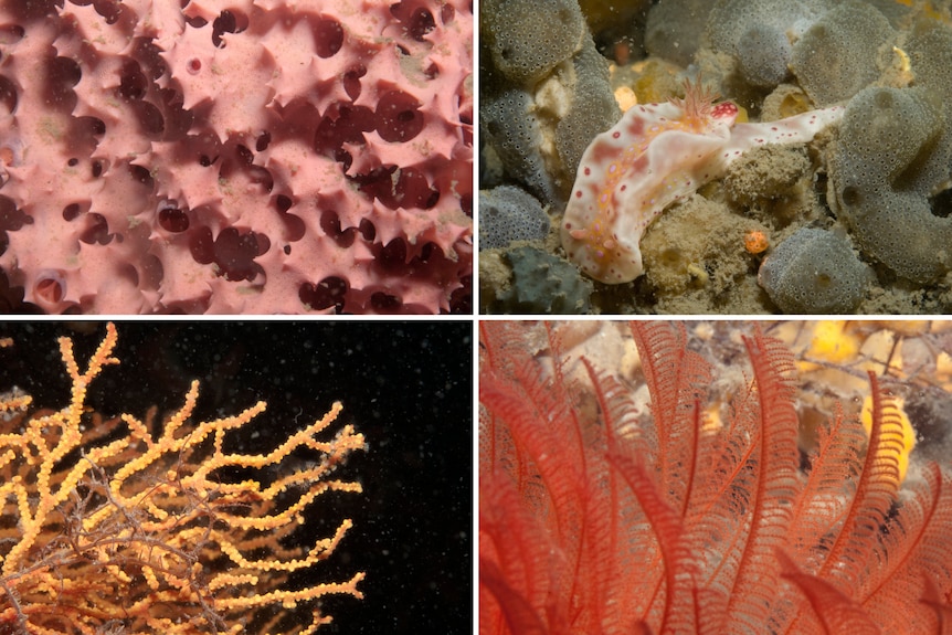 A compilation of four shots including a dark pink sponge, white slug, orange coral and red feathers underwater