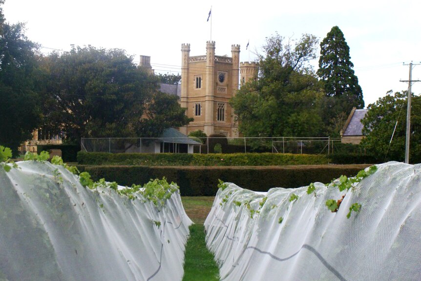 Grape vines in the foreground as the grand architecture of Tasmania's historic Government House can be seen in the background.
