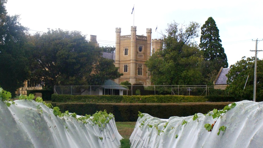 Grape vines in the foreground as the grand architecture of Tasmania's historic Government House can be seen in the background.