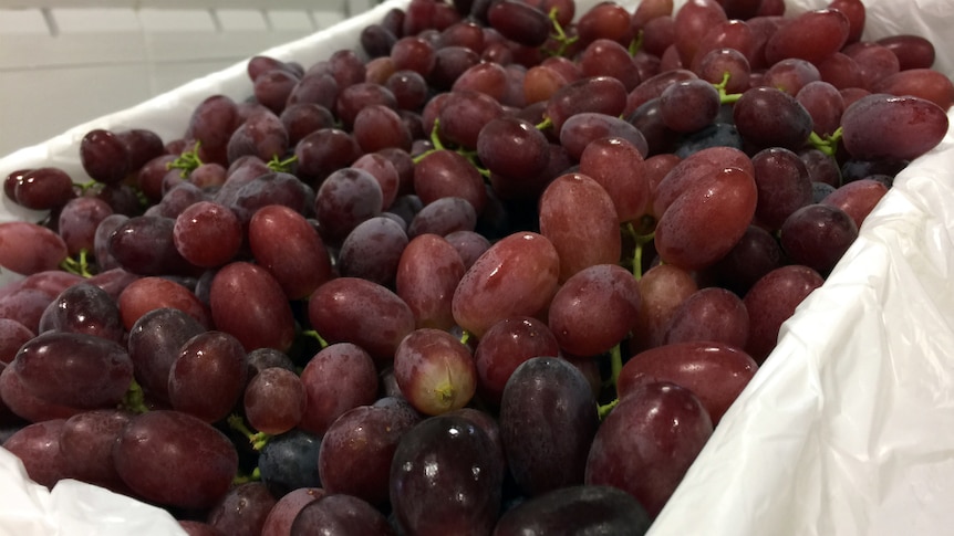 a close up picture of a white box filled with chilled red-purple table grapes