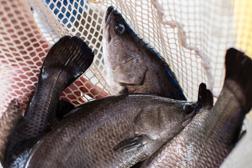 four live barramundi fish in a net grown in aquaculture by the firm Green Camel at Cobbity NSW