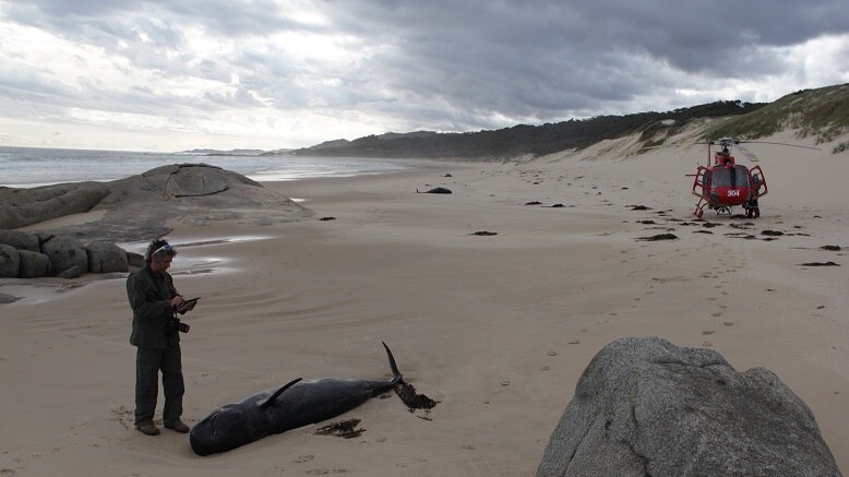 A DELWP officer checks on a dead whale with a helicopter in the background on a beach.