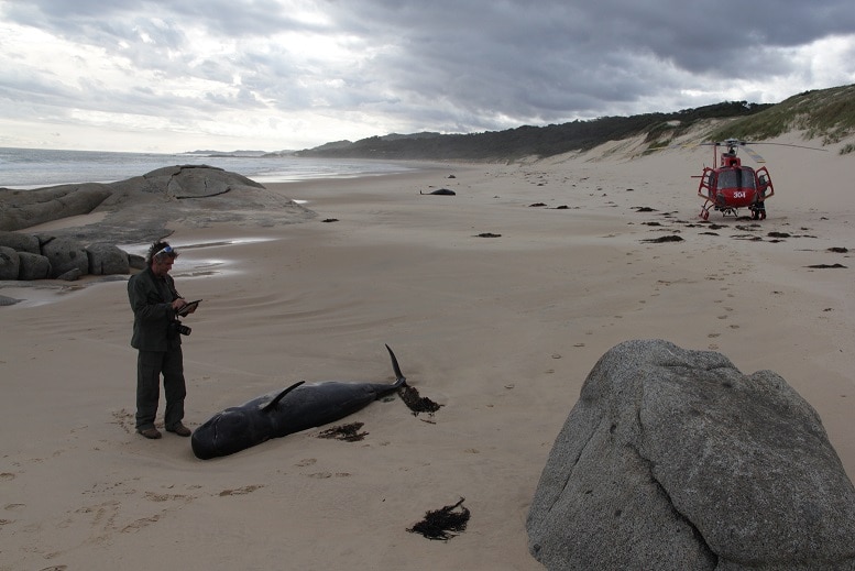 A DELWP officer checks on a dead whale with a helicopter in the background on a beach.