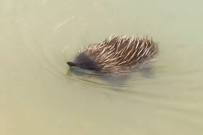 An echidna swimming in the water