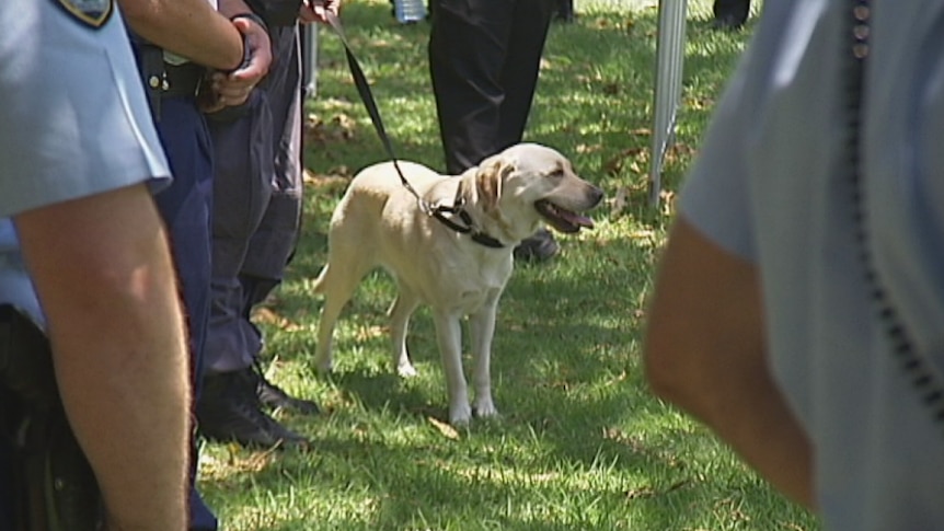 Drug detection dog at Field Day festival