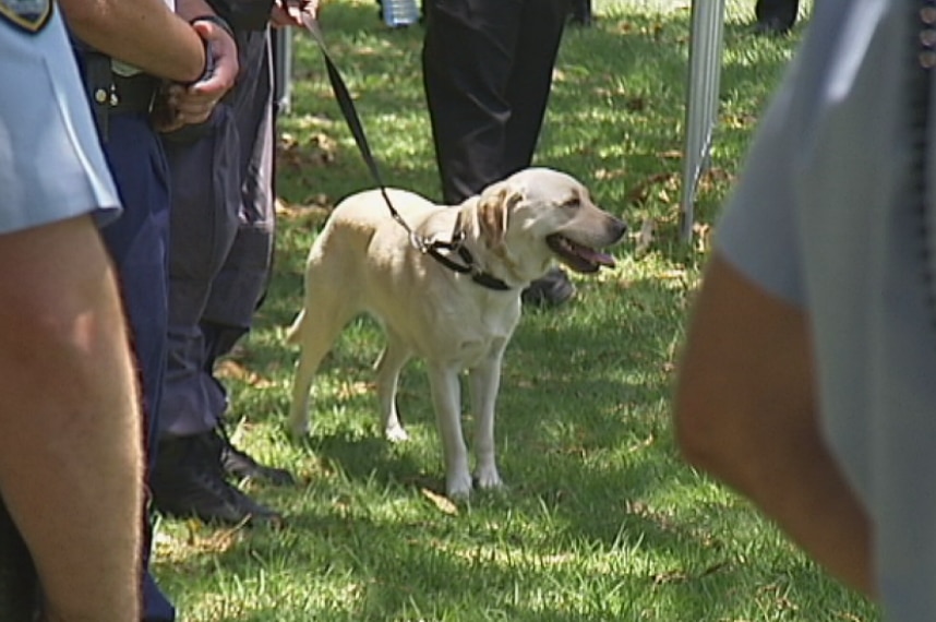 Drug detection dog at Field Day festival