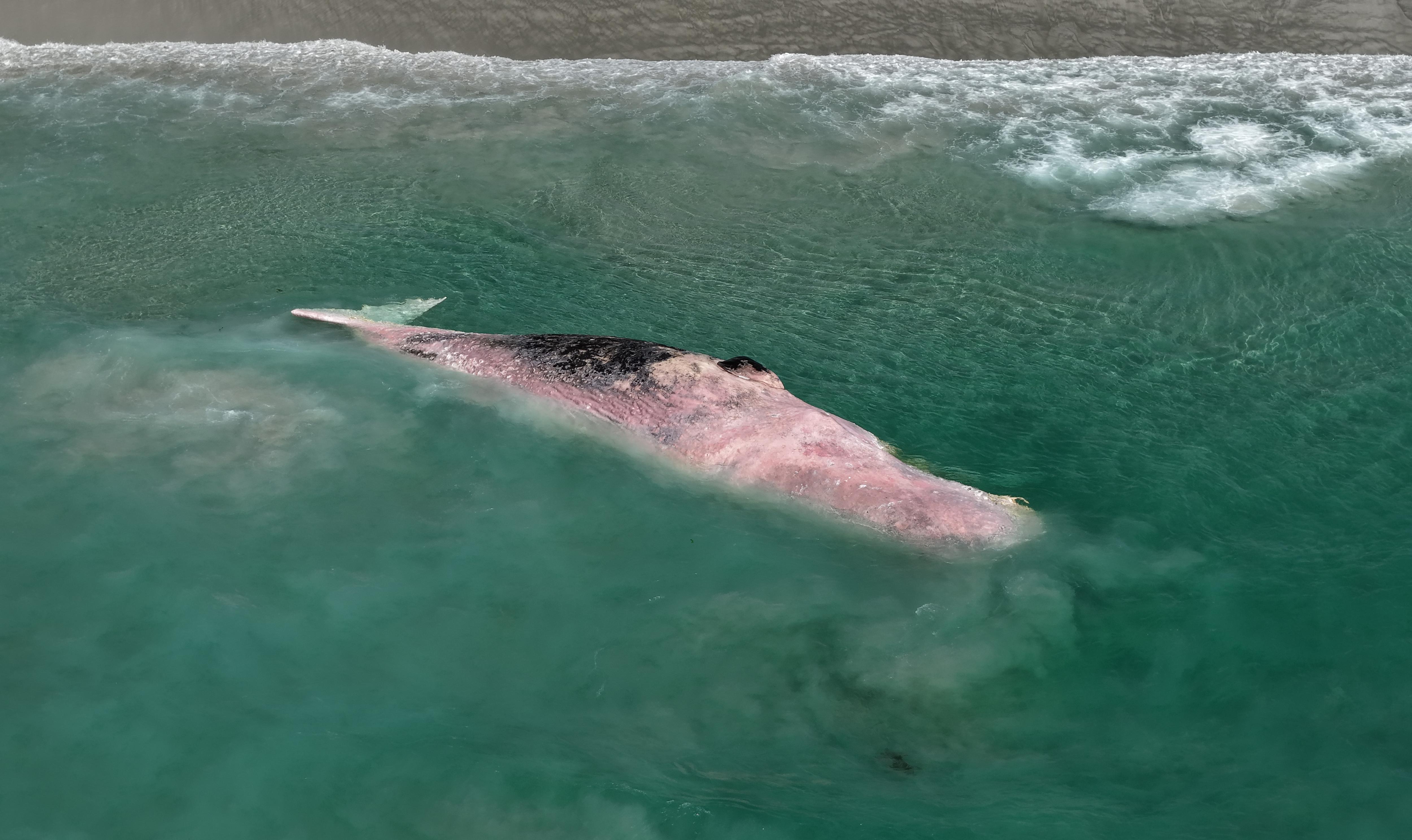 Uma baleia rosa em águas rasas do aqua