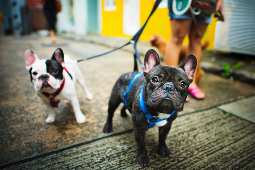 Two French bull dogs on their leads for a story about whether you should have a dog in an apartment.